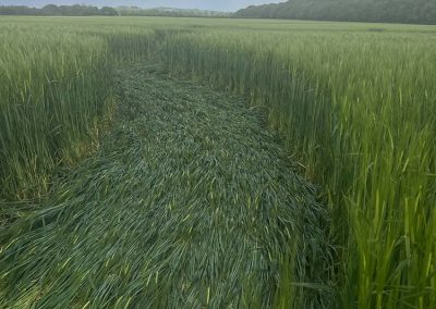 Jack's Plantation, Wilts | 8th May 2026 | Barley | G5 BB