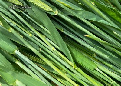 Jack's Plantation, Wilts | 8th May 2026 | Barley | DV 9
