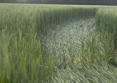 Jack's Plantation, Wilts | 8th May 2026 | Barley | G6 BB