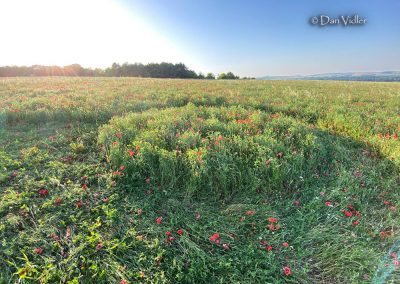 Etchilhampton Hill, Wilts | 25th June 2026 | Wild Flowers | Grd-1 | D. Vidler