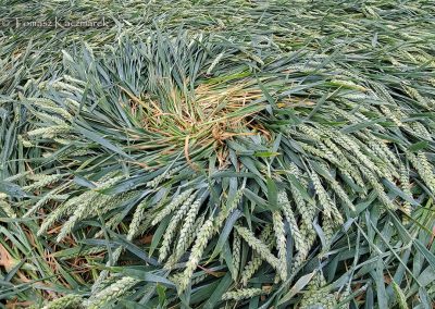 Grovely Wood, Great Wishford, Wilts | 15th June 2026 | Wheat | GR7-TK7