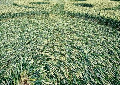 Grovely Wood, Great Wishford, Wilts | 15th June 2026 | Wheat | GR1-BB