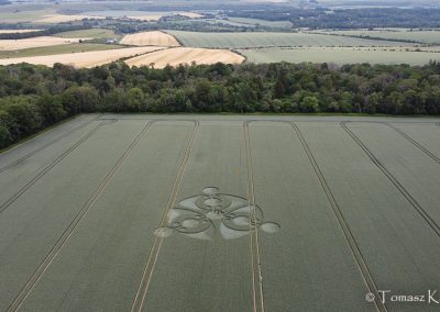 Grovely Wood, Great Wishford, Wilts | 15th June 2026 | Wheat | L-TK