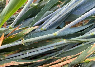 Ditcheat, Somerset | 31st May 2026 |  Wheat | Grd5 DV