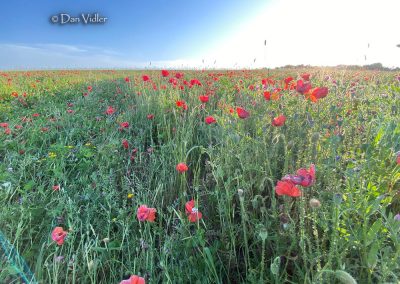 Etchilhampton Hill, Wilts | 25th June 2026 | Wild Flowers | Grd-7 | D. Vidler