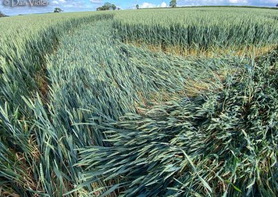 Ditcheat, Somerset | 31st May 2026 |  Wheat | Grd3 DV