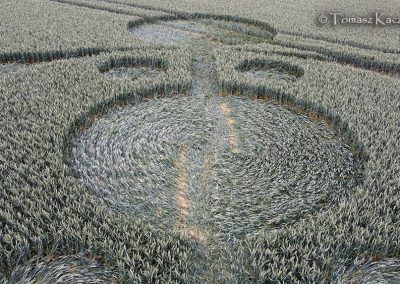 Grovely Wood, Great Wishford, Wilts | 15th June 2026 | Wheat | Low2-TK