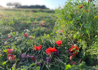 Etchilhampton Hill, Wilts | 25th June 2026 | Wild Flowers | Grd-4 | D. Vidler
