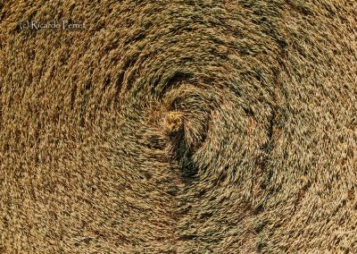 Zürcher Weinland, CH | 23rd June 2026 | Wheat | CL2 | R Perret