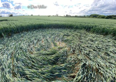 Ditcheat, Somerset | 31st May 2026 |  Wheat | Grd2 DV