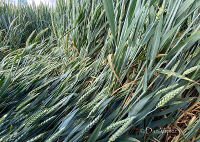 Ditcheat, Somerset | 31st May 2026 |  Wheat | Grd4 DV