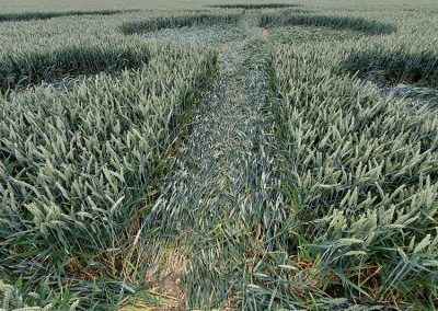Grovely Wood, Great Wishford, Wilts | 15th June 2026 | Wheat | GR2-TK