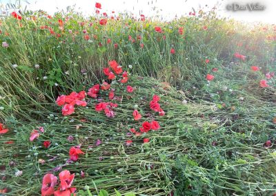 Etchilhampton Hill, Wilts | 25th June 2026 | Wild Flowers | Grd-3 | D. Vidler