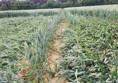 Grovely Wood, Great Wishford, Wilts | 15th June 2026 | Wheat | GR3-TK