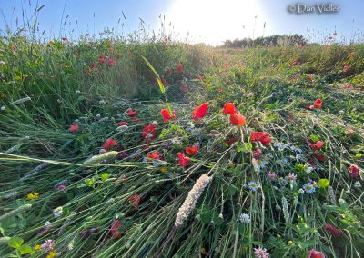 Etchilhampton Hill, Wilts | 25th June 2026 | Wild Flowers | Grd-2 | D. Vidler