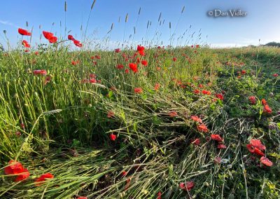 Etchilhampton Hill, Wilts | 25th June 2026 | Wild Flowers | Grd-5 | D. Vidler