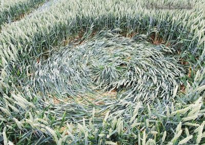 Grovely Wood, Great Wishford, Wilts | 15th June 2026 | Wheat | GR5-TK