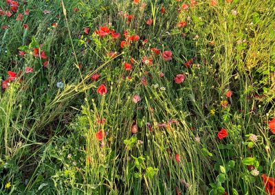 Etchilhampton Hill, Wilts | 25th June 2026 | Wild Flowers | Grd-6 | D. Vidler