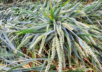 Grovely Wood, Great Wishford, Wilts | 15th June 2026 | Wheat | GR6-TK
