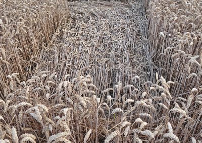 Wayland's Smithy, Oxon | 16th July 2026 | Wheat | Grd-6