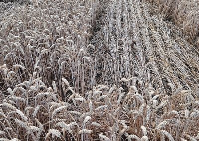 Wayland's Smithy, Oxon | 16th July 2026 | Wheat | Grd-1