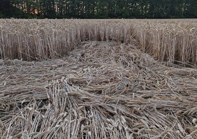 Wayland's Smithy, Oxon | 16th July 2026 | Wheat | Grd-2