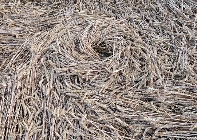 Wayland's Smithy, Oxon | 16th July 2026 | Wheat | Grd-3