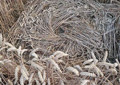 Wayland's Smithy, Oxon | 16th July 2026 | Wheat | Grd-4