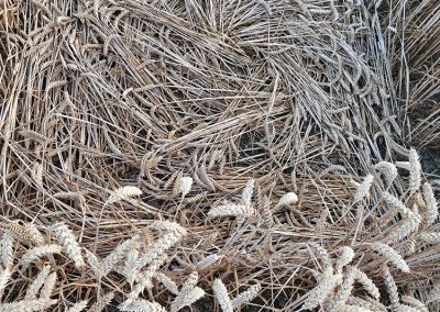 Wayland's Smithy, Oxon | 16th July 2026 | Wheat | Grd-5