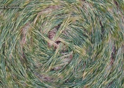 Alfred's Castle, Oxon | 3rd July 2026 | Wheat | TK-2