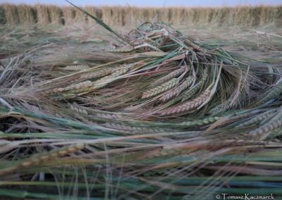 Alfred's Castle, Oxon | 3rd July 2026 | Barley | TK-4