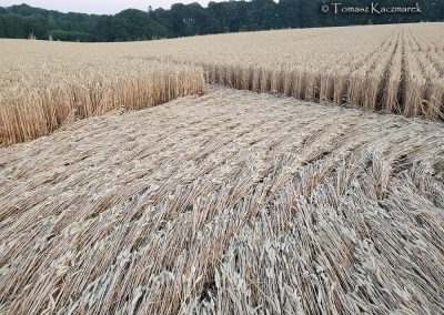 Tidcombe, Wilts | 7th July 2026 | Grnd-1 | TK