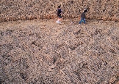 Roundway Hill (2), Wilts | 18th July 2026 | Wheat | TK-2