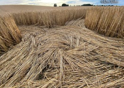 Mere, Wilts. | 5th July 2026 | Wheat | View form the backseat | Dan Vidler-1