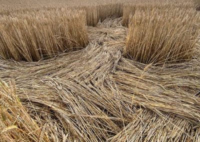 Mere, Wilts. | 5th July 2026 | Wheat | View form the backseat | Dan Vidler-2
