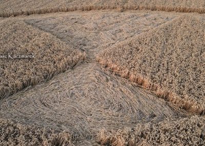 Roundway Hill (2), Wilts | 18th July 2026 | Wheat | TK-4