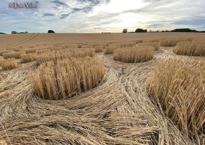 Mere, Wilts. | 5th July 2026 | Wheat | View form the backseat | Dan Vidler-3