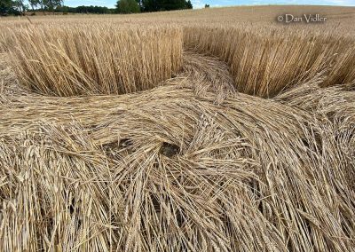 Mere, Wilts. | 5th July 2026 | Wheat | View form the backseat | Dan Vidler-7