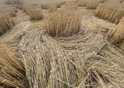 Mere, Wilts. | 5th July 2026 | Wheat | View form the backseat | Dan Vidler-6