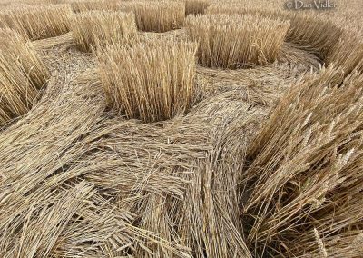 Mere, Wilts. | 5th July 2026 | Wheat | View form the backseat | Dan Vidler-5