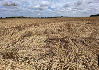 Roundway Hill (2), Wilts | 18th July 2026 | Wheat | DV-1