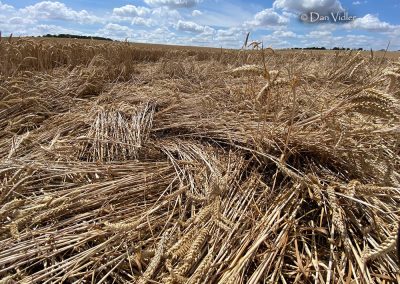 Roundway Hill (2), Wilts | 18th July 2026 | Wheat | DV-2