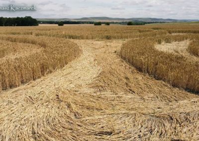 Etchilhampron, Wilts | 4th July 2026 | Wheat | TK-GRND-1