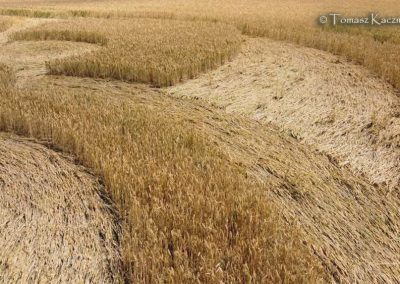 Etchilhampron, Wilts | 4th July 2026 | Wheat | TK-GRND-2