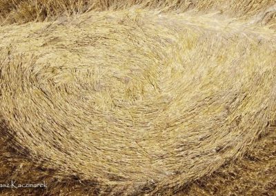 Etchilhampron, Wilts | 4th July 2026 | Wheat | TK-GRND-3