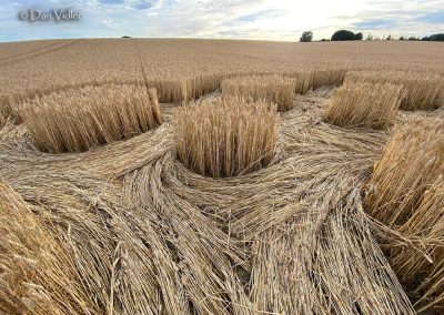 Mere, Wilts. | 5th July 2026 | Wheat | View form the backseat | Dan Vidler-4