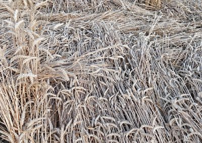 Fox Hill, Wilts | 21st July 2026 | Wheat | Grnd BB1