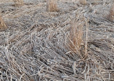 Fox Hill, Wilts | 21st July 2026 | Wheat | Grnd BB2