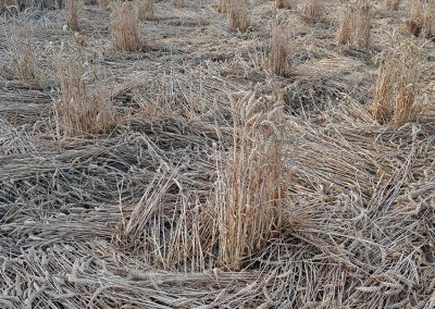 Fox Hill, Wilts | 21st July 2026 | Wheat | Grnd BB4
