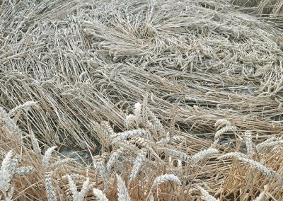 Fox Hill, Wilts | 21st July 2026 | Wheat | Grnd BB5